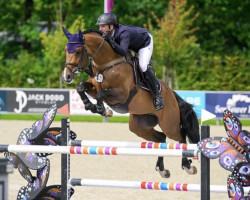 stallion CASINO IN (Bulgarian Warmblood, 2014, from Casino Royal)