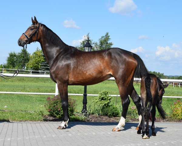 Zuchtstute Georgette EM (Hannoveraner, 2013, von Grey Top)