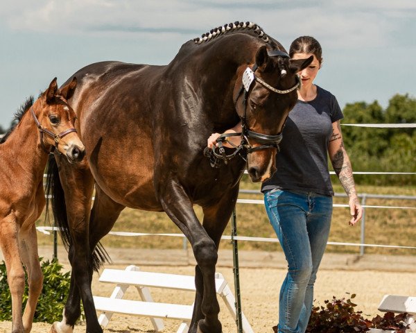 broodmare Fleur de Rose (Hanoverian, 2015, from Finest)