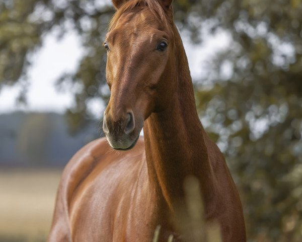 dressage horse Shaquiri 3 (Hanoverian, 2012, from St. Moritz Junior)