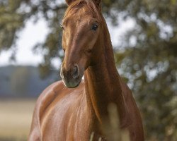 dressage horse Shaquiri 3 (Hanoverian, 2012, from St. Moritz Junior)