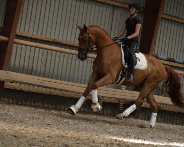 horse Berneo L (Oldenburg, 2020, from Bernay)