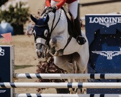 jumper Jasmin (KWPN (Royal Dutch Sporthorse), 2014, from Emir R)