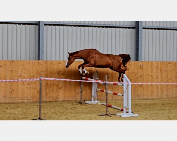 broodmare Angelina R (Holsteiner, 2011, from Almoretto)