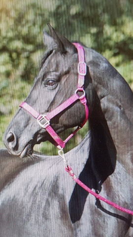 Zuchtstute Corsika (Trakehner, 2005, von Caprimond)