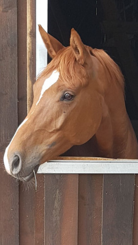 Zuchtstute Herbstmelodie (Trakehner, 2011, von Schönglanz)