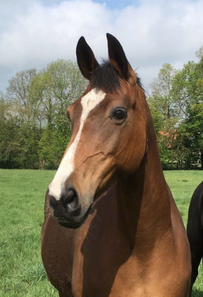 broodmare Maxima III (Trakehner, 2001, from Sabary)