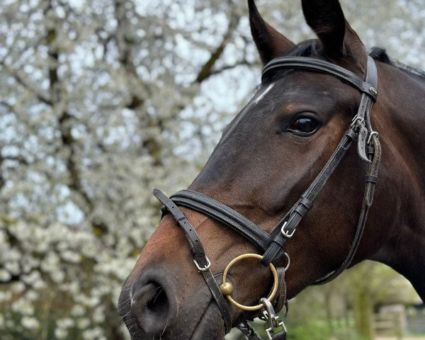 horse Donnerfee B. (Westphalian, 2020, from Dressage Royal)