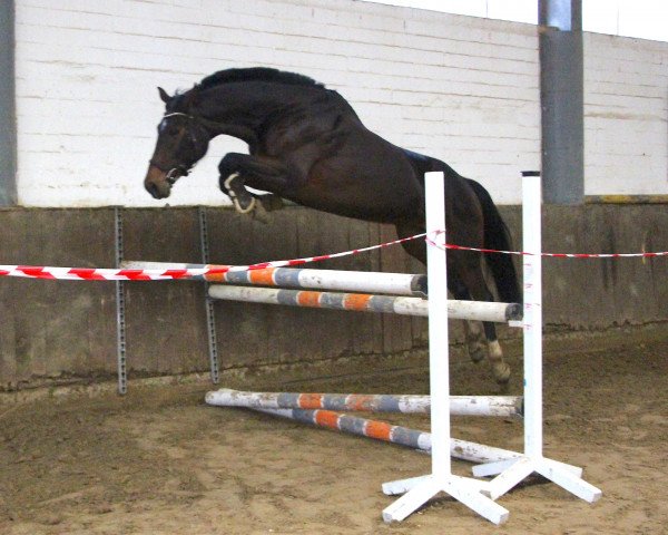 broodmare Venezuela 14 (Hanoverian, 2013, from Van Helsing)