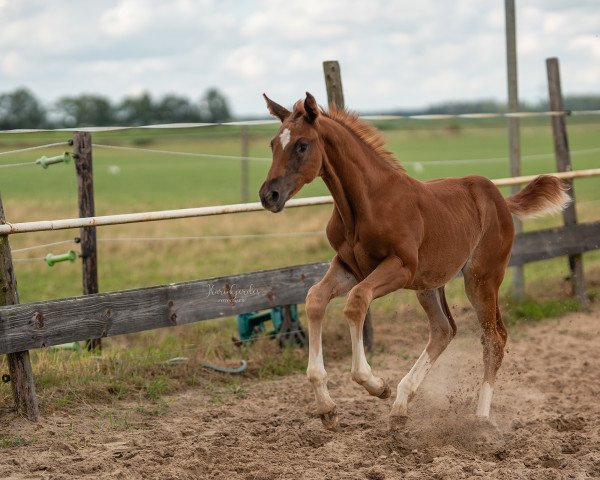 horse Eleanne (Oldenburg show jumper, 2023, from Esmeraldo FM)