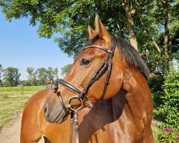 horse Chanel (Holsteiner, 2015, from Dinken)
