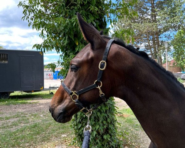 broodmare Di' Amor (Austrian Warmblood, 2023, from Quel Homme de Hus)