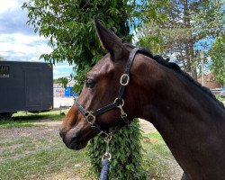 broodmare Di' Amor (Austrian Warmblood, 2023, from Quel Homme de Hus)
