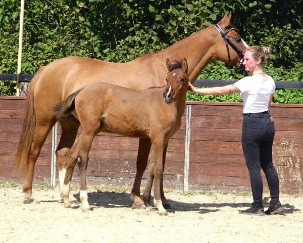 Pferd Caitlyn (Deutsches Reitpony, 2023, von Cassini)