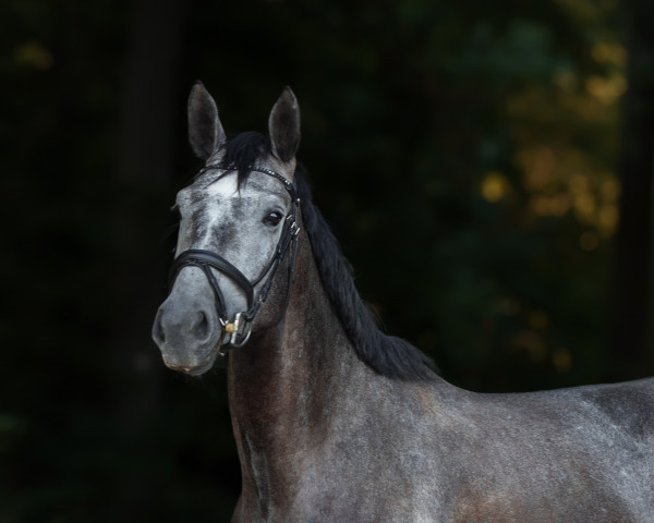 jumper Calimba 28 (German Sport Horse, 2018, from Livigno)