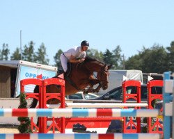 Springpferd Qiandra van de Windheuvel (Belgisches Warmblut, 2016, von Farfelu de Muze)
