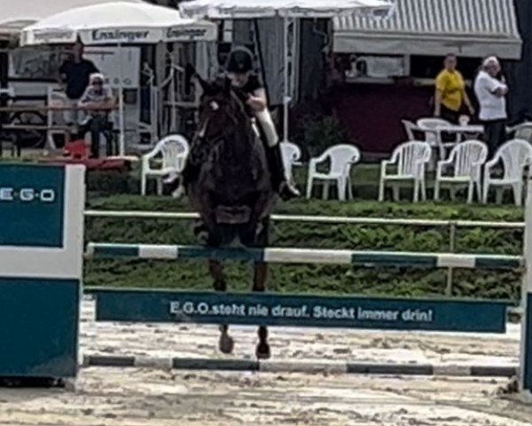 broodmare Cormina S (Hanoverian, 2015, from Cormint)