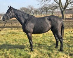 Springpferd Catania RD (Hannoveraner, 2018, von VDL Cardento 933)