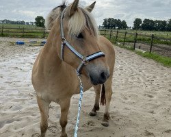 Zuchtstute Rosalie (Fjordpferd, 2018, von Ragnar)