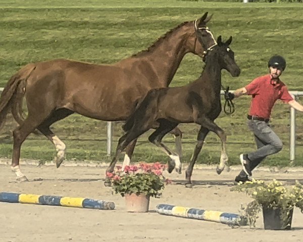 broodmare Final Dream v.d. Willenburg (Westphalian, 2023, from Franklin)