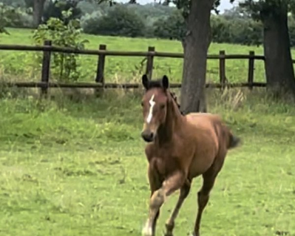 horse Hengst von Schralling / All Music (Westphalian, 2023, from Schralling)