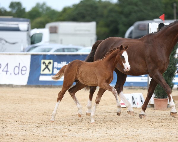 stallion Mr. Austria (Austrian Reitpony, 2023, from FS Mr. Right)