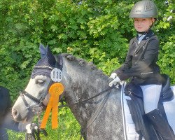 dressage horse Heides Helena's Boy (Welsh mountain pony (SEK.A), 2019, from 't Koetshuis High Legend)
