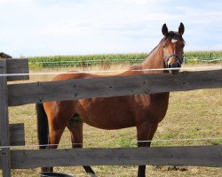 Zuchtstute Very Sweet (Deutsches Reitpony, 2020, von Odin)