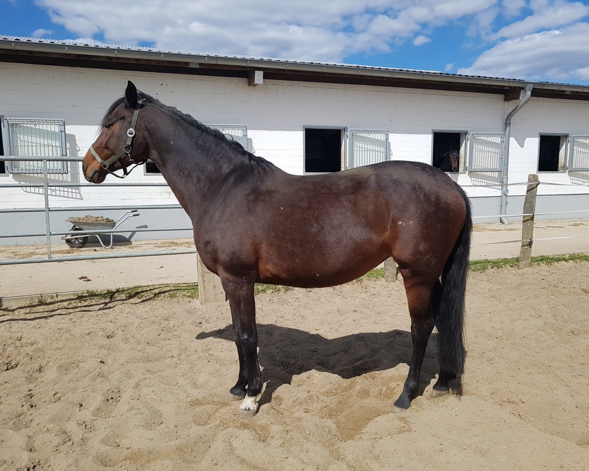 broodmare Belle Amour 3 (Holsteiner, 2009, from Cormint)