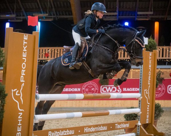 Springpferd Captain G (Deutsches Reitpony, 2014, von Calido G)