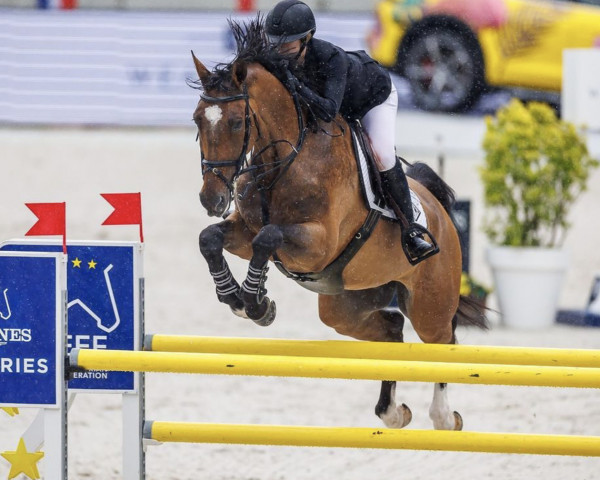 jumper Orado van de Diepebeek (Belgian Warmblood, 2014, from Gfe Jilbert van't Ruytershof)
