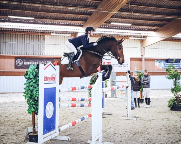 jumper Nepstar (Hanoverian, 2013, from Nerrado)