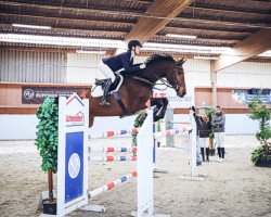 jumper Nepstar (Hanoverian, 2013, from Nerrado)