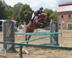 jumper Balou de Su (German Sport Horse, 2007, from Baloubino B)