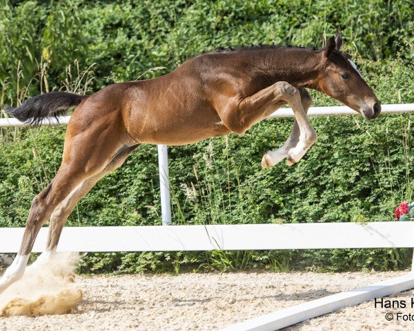 horse Vico Tangelo Narcos (Austrian Warmblood, 2023, from Vigaro)