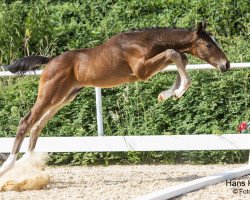 Pferd Vico Tangelo Narcos (Österreichisches Warmblut, 2023, von Vigaro)