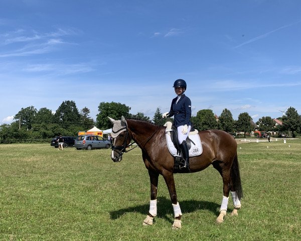 dressage horse Macaron (Oldenburg, 2013, from Don Frederic 3)