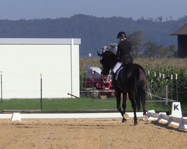 Reitturnier Ranshofen - Braunau am Inn 2023