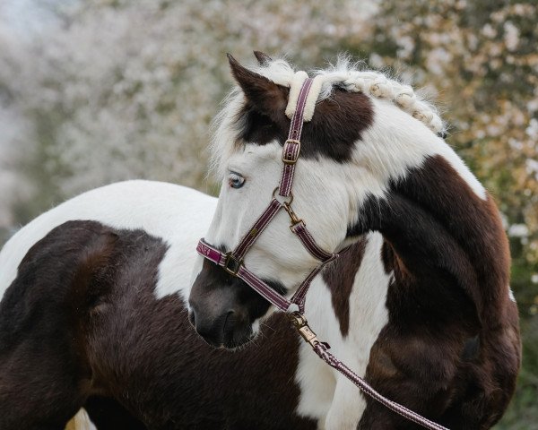 Pferd Nobody 373 (Paint Horse,  )