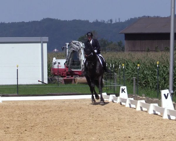 Reitturnier Ranshofen - Braunau am Inn 2023