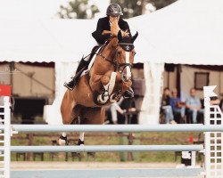 Springpferd Joyride RVL (KWPN (Niederländisches Warmblut), 2014, von Balou du Rouet)
