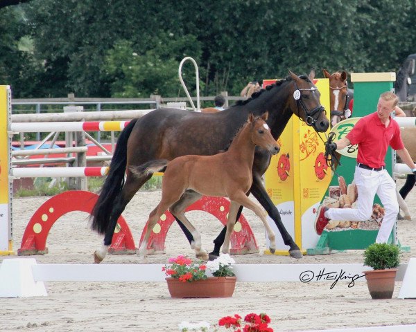 broodmare New Girl (German Riding Pony, 2021, from Neverland WE)
