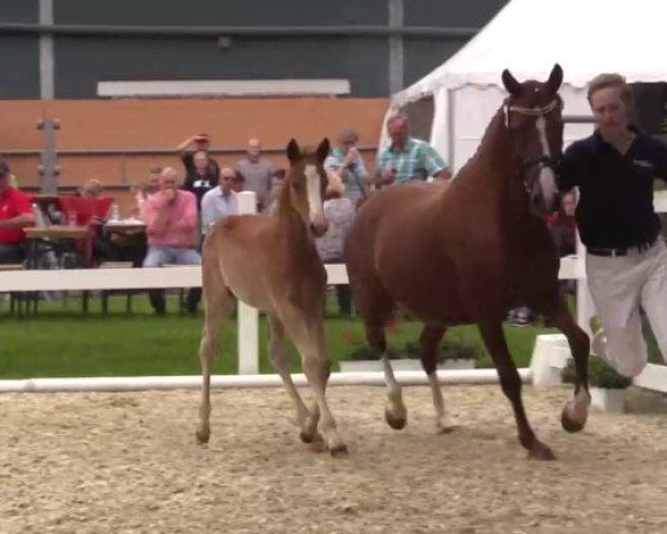 horse Don Callilio (German Riding Pony, 2016, from Der Classicer)