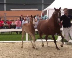Pferd Don Callilio (Deutsches Reitpony, 2016, von Der Classicer)