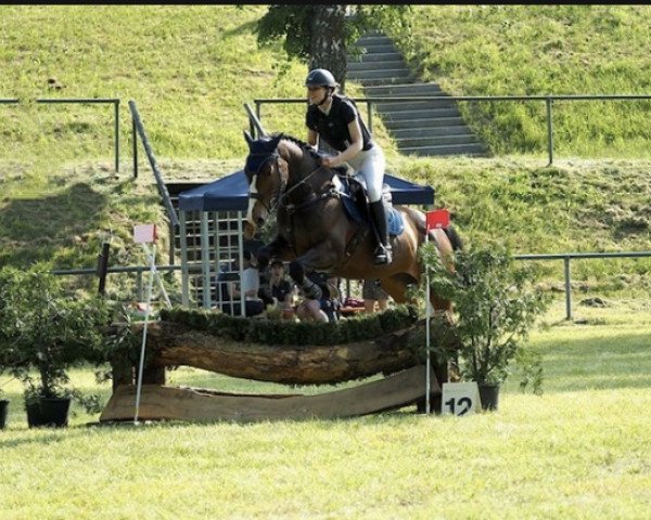 jumper Quibedo van't Heike (Belgian Warmblood, 2016, from Flamenco de Semilly)