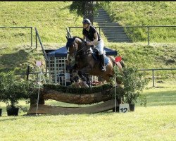 jumper Quibedo van't Heike (Belgian Warmblood, 2016, from Flamenco de Semilly)