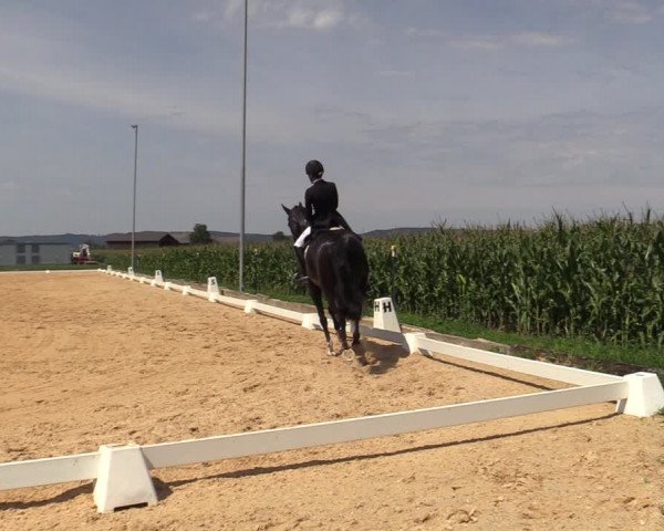 Reitturnier Ranshofen - Braunau am Inn 2023