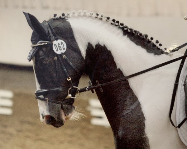 dressage horse Isanto 2 (Zweibrücken, 1999, from Icon)