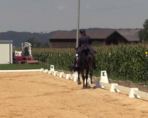 Reitturnier Ranshofen - Braunau am Inn 2023