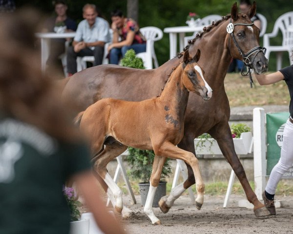 horse Sorpresa S (Hanoverian, 2023, from Si Bon)
